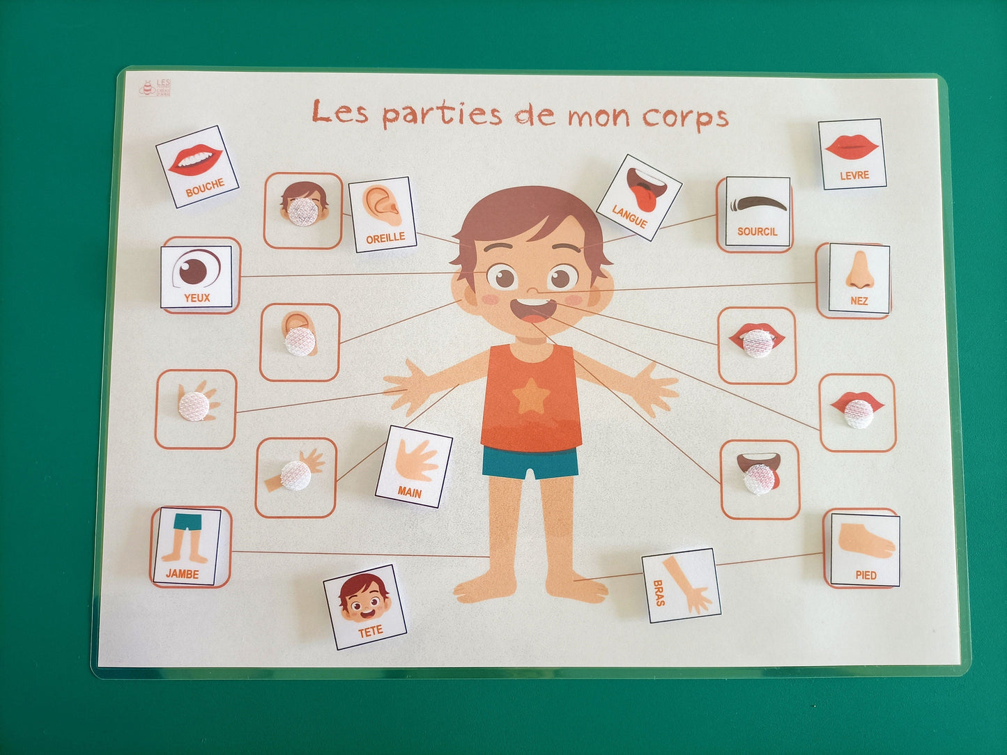Parties du corps