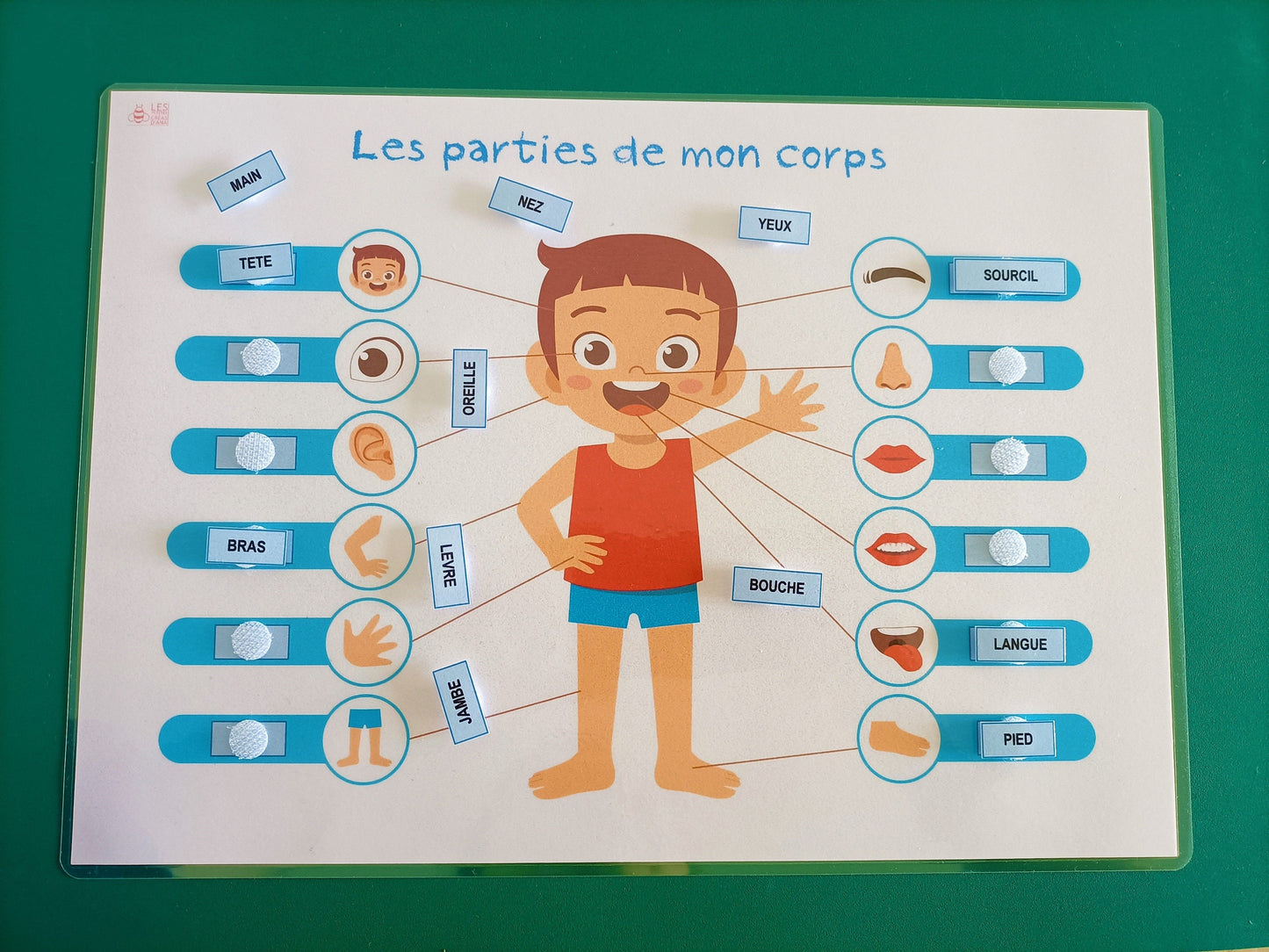 Parties du corps